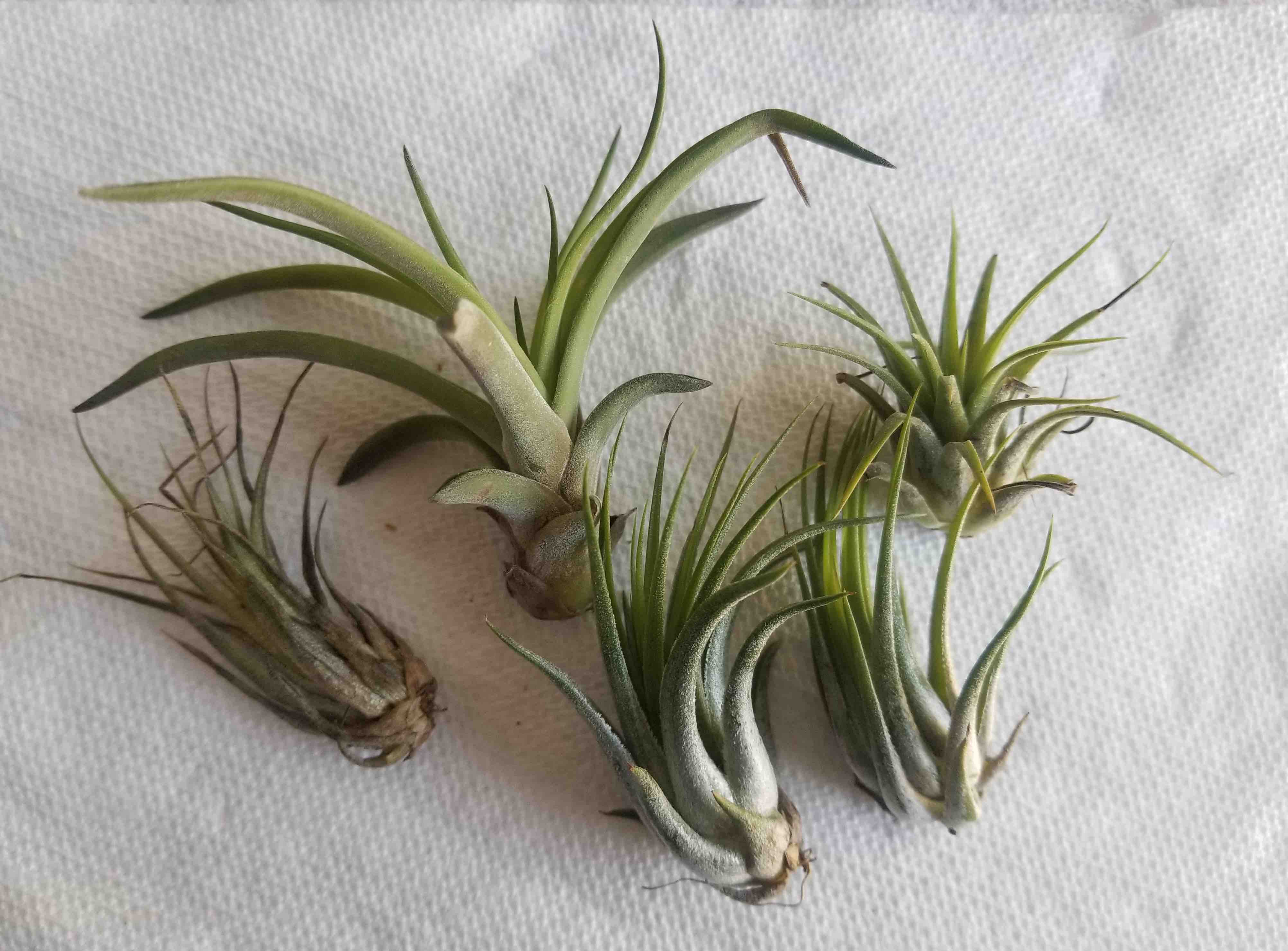 Adorable air plants.